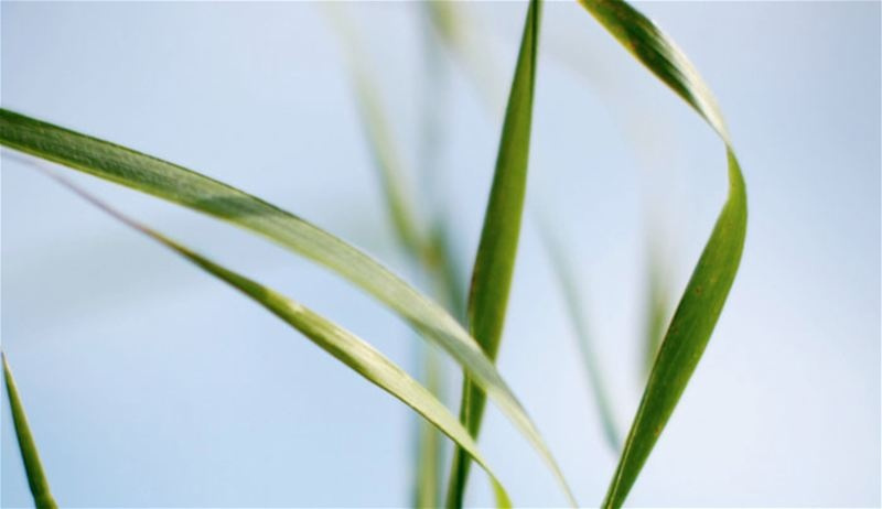 Klippo Pro 21 SH Plæneklippere