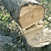 Husqvarna 530iP4 Stangsave Husqvarna 530iP4 Stangsave